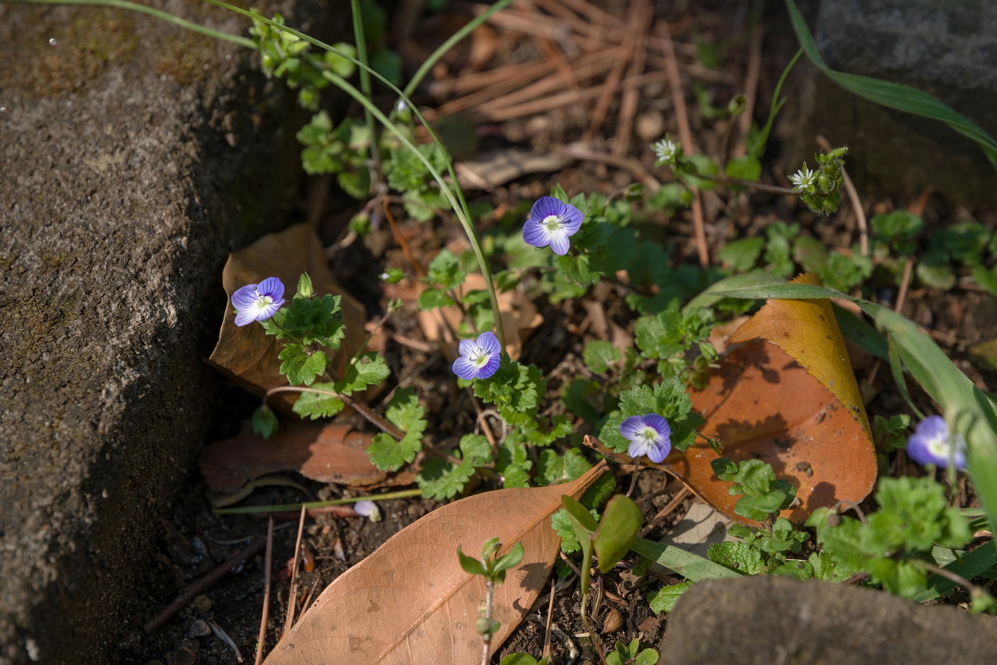 足下の小さな花達