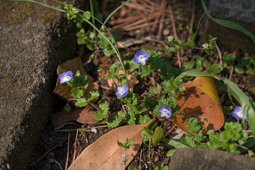 足下の小さな花達