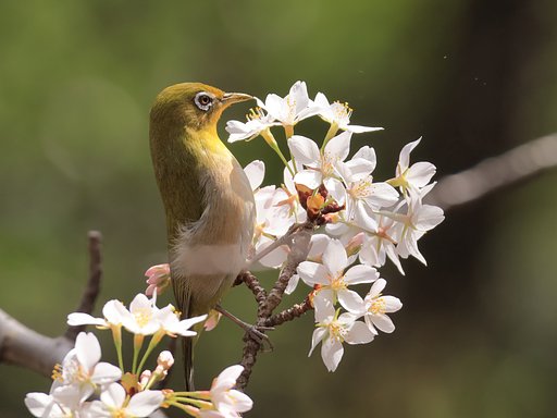 桜にも・・