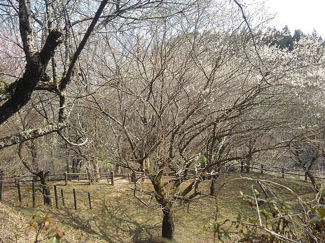 3月の川崎城跡公園の丘