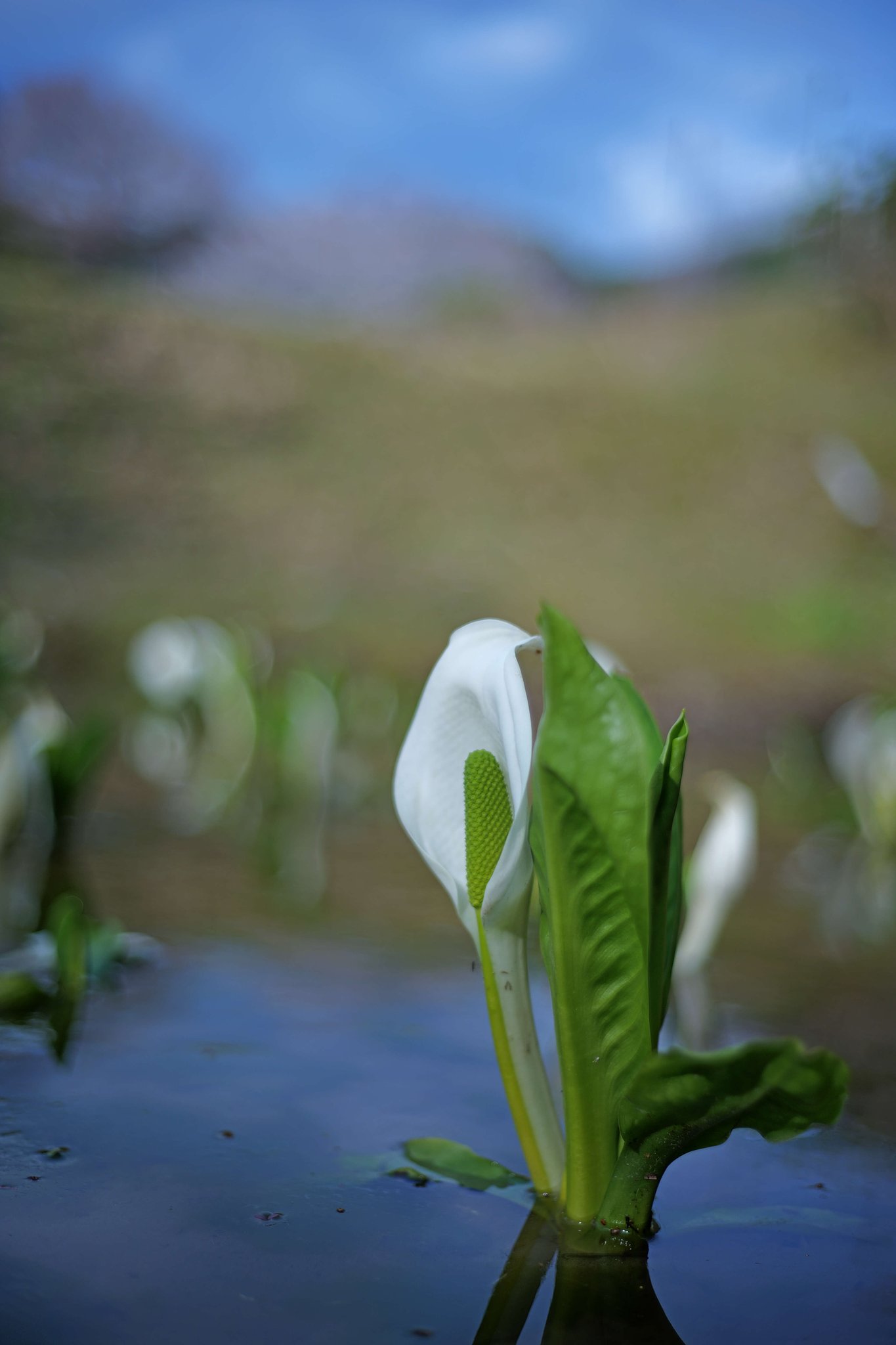 水芭蕉２
