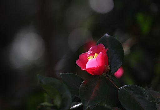3月30日の写真