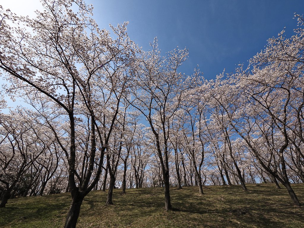 公園に行きましたら