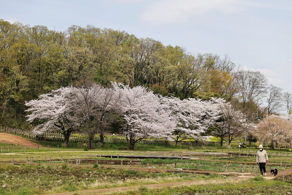 ウイークデーの公園