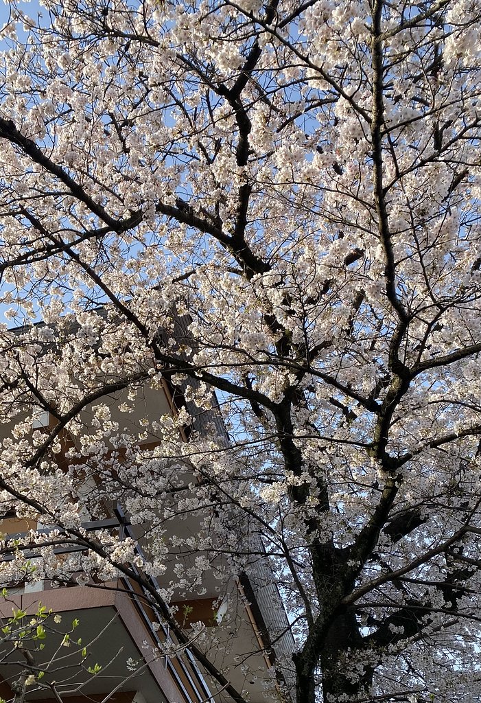 朝陽桜