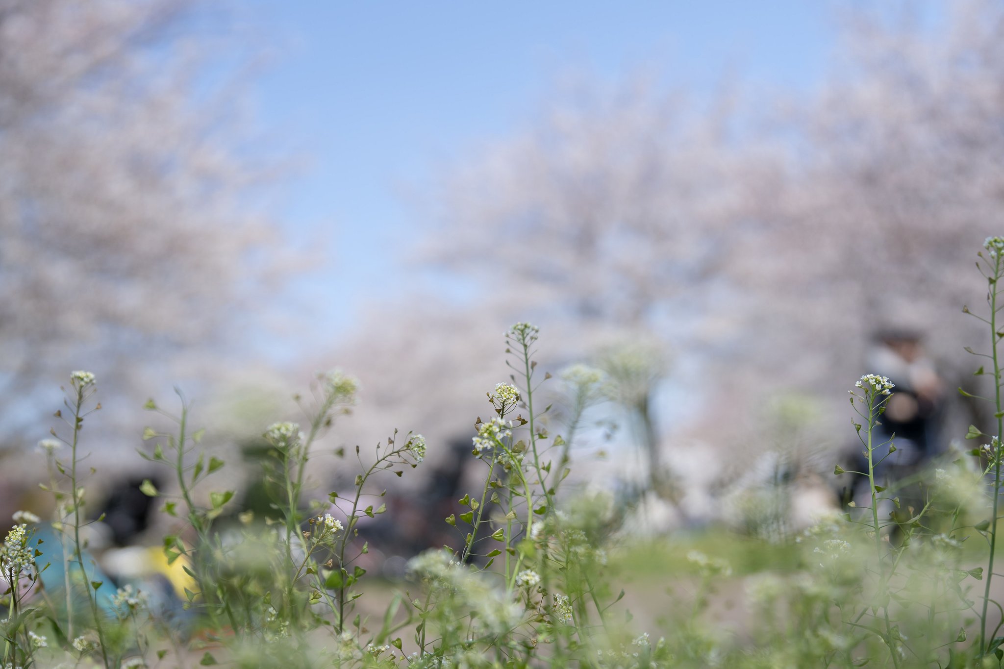 桜ばかり、ずる～い！