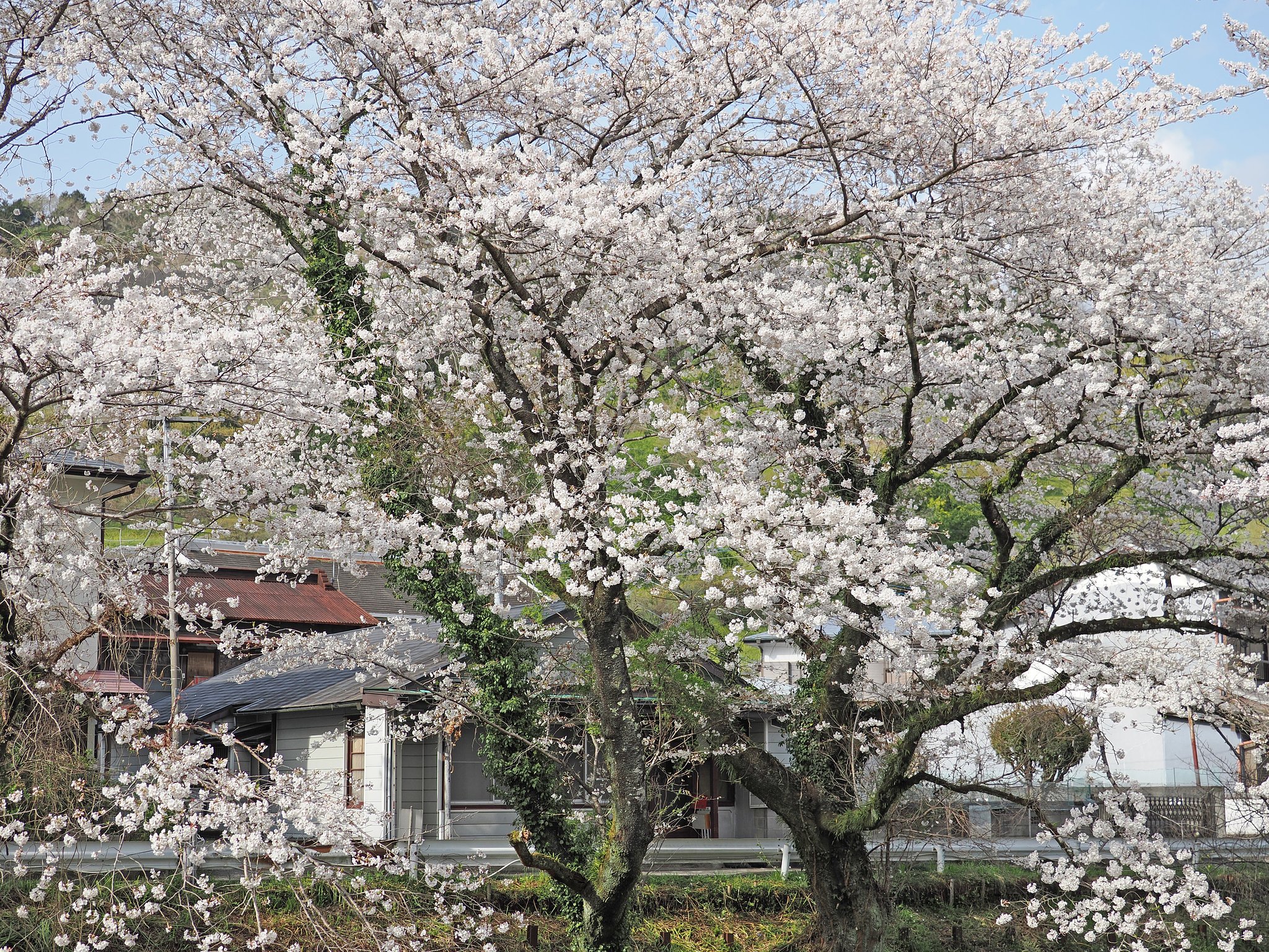 山北の春