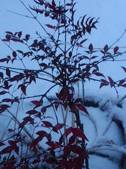 ミニ南天と積もった雪