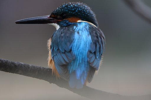 新・蒼いマツボックリ