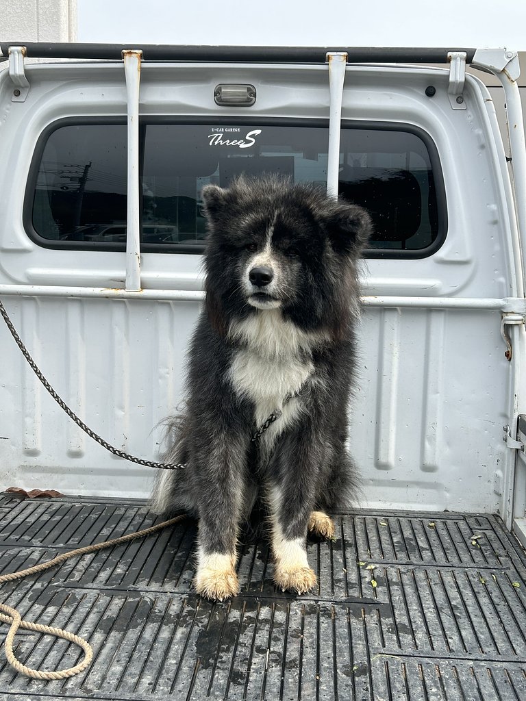 大型犬