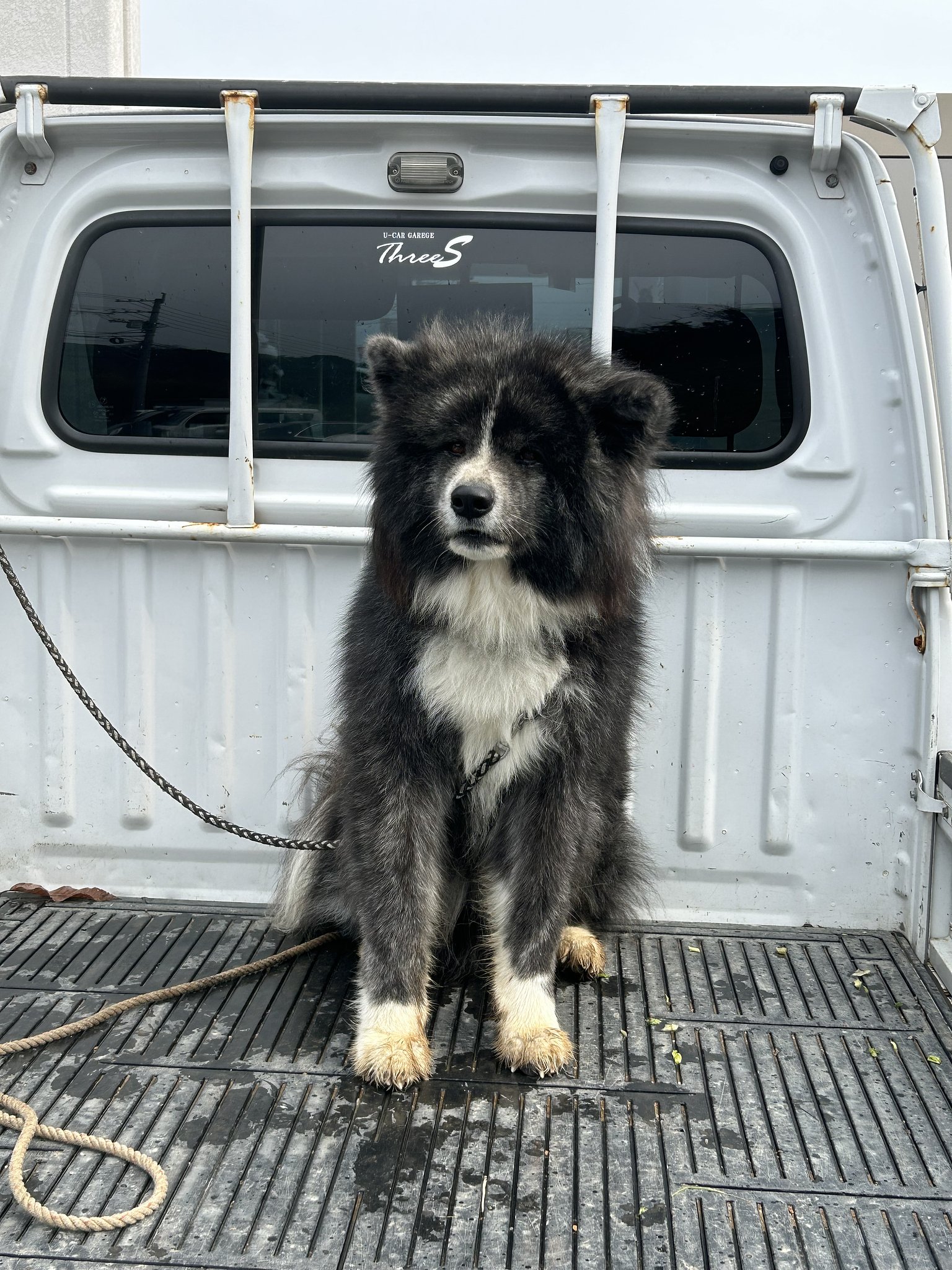 大型犬