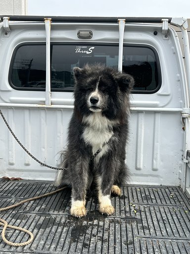 大型犬