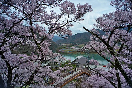 池のほとりから