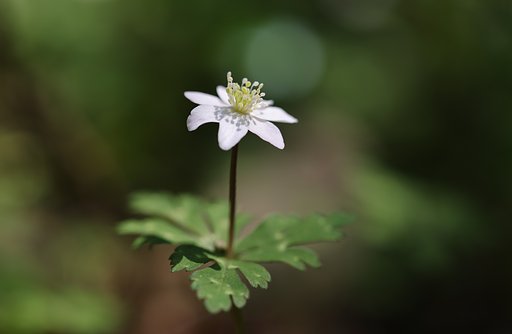 孤高の一輪