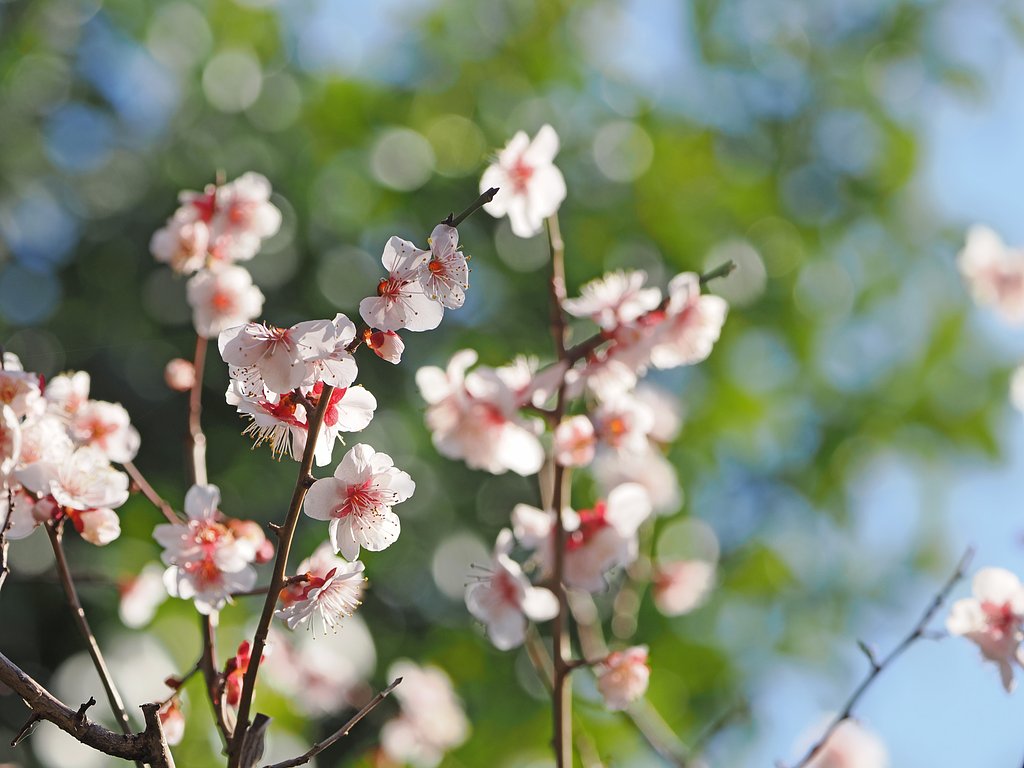 名残の梅