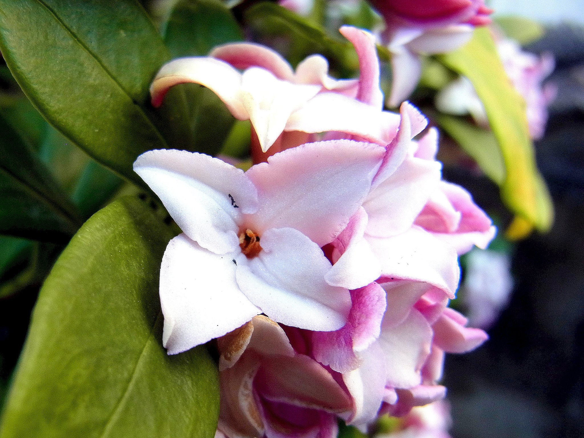 沈丁花　１