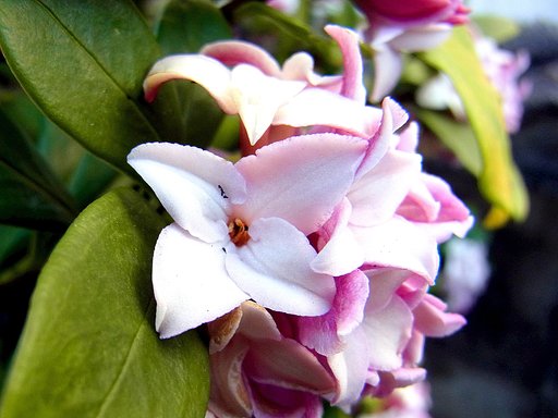 沈丁花　１