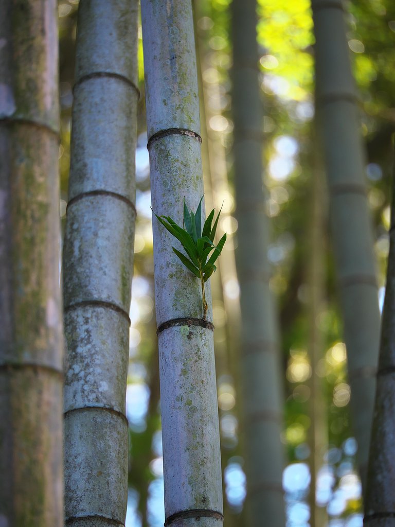 出竹