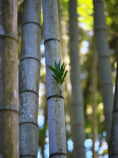 出竹
