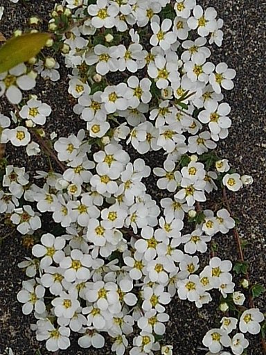 3月25日の写真