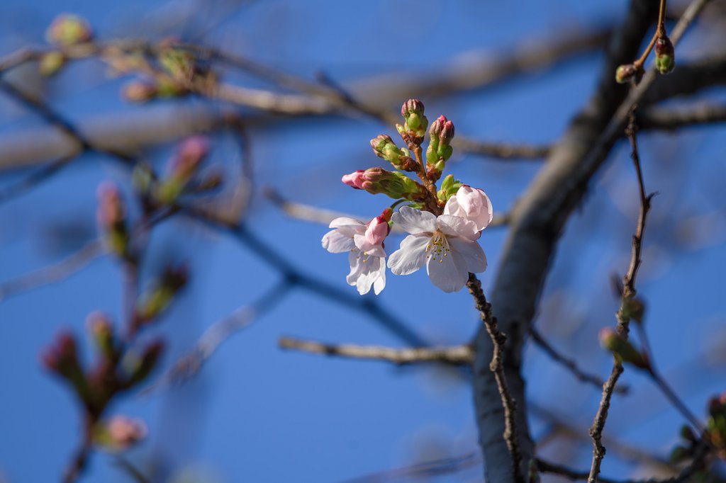 初々しい開花