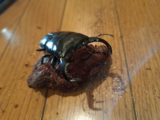 ダイオウヒラタ
