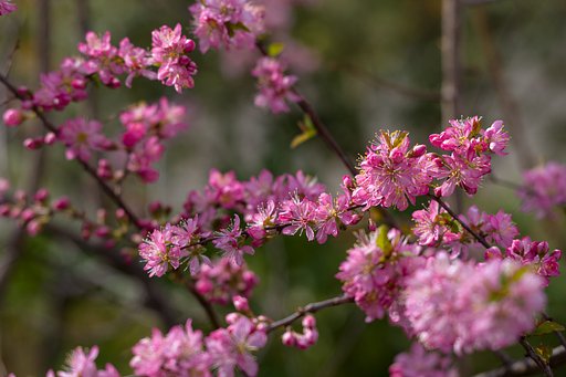 ニワウメ華やかに