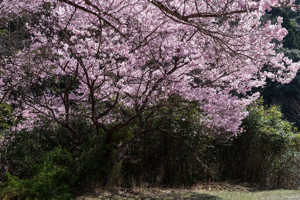 深山の春