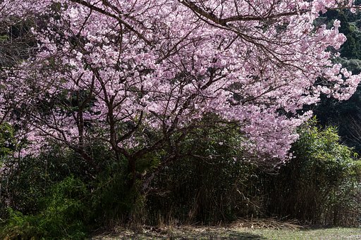 深山の春