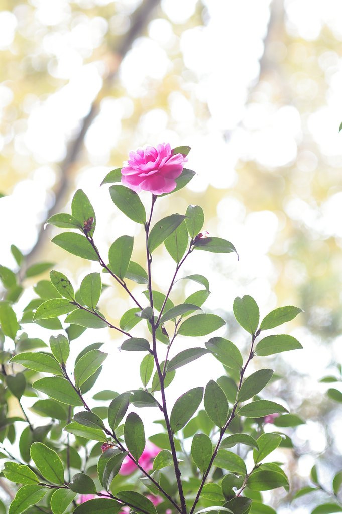 透かし花