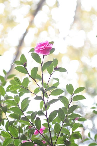 透かし花