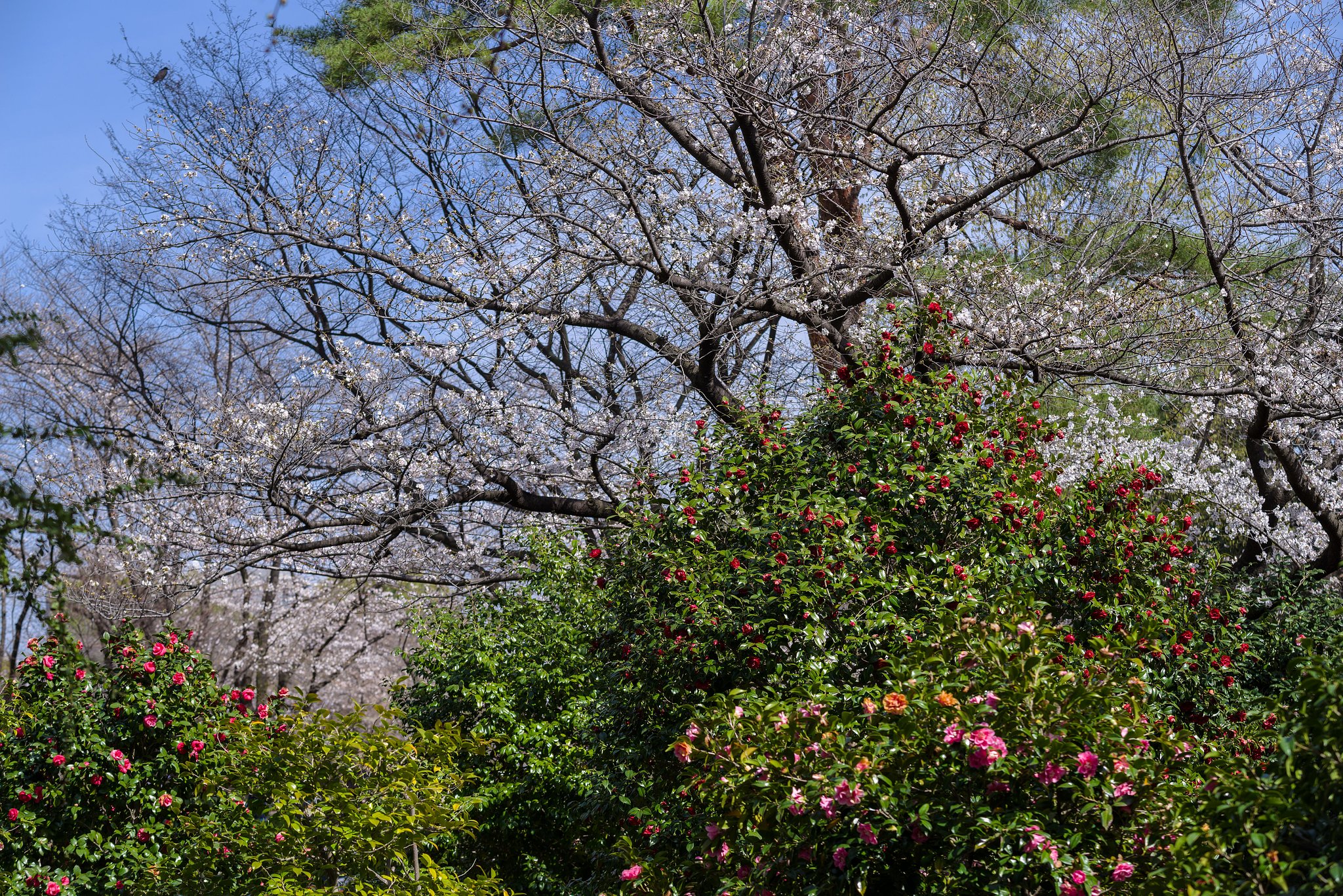椿と桜