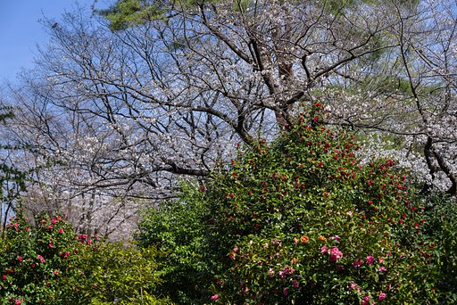 椿と桜