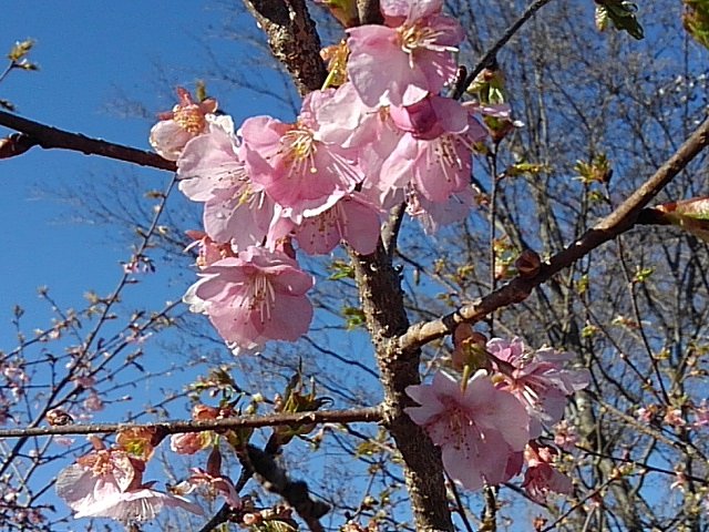 早咲きの桜が乱舞!!