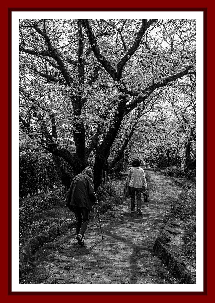 桜並木の散歩道