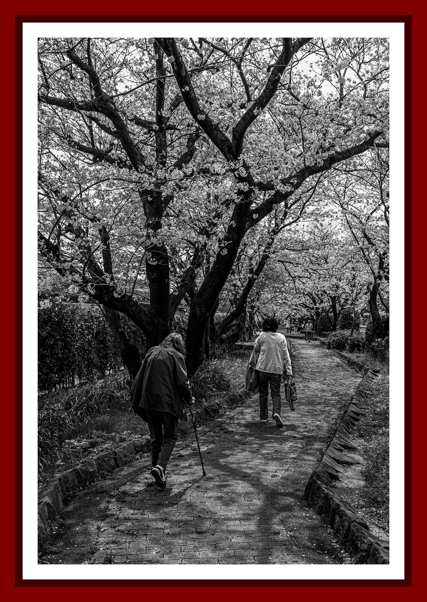 桜並木の散歩道