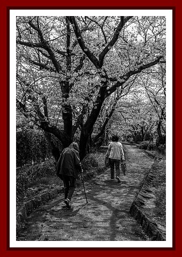 桜並木の散歩道
