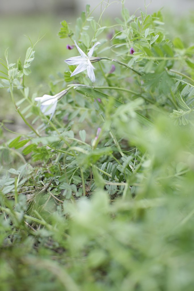草むしり後の花