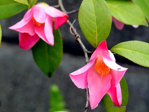 終のツバキの花