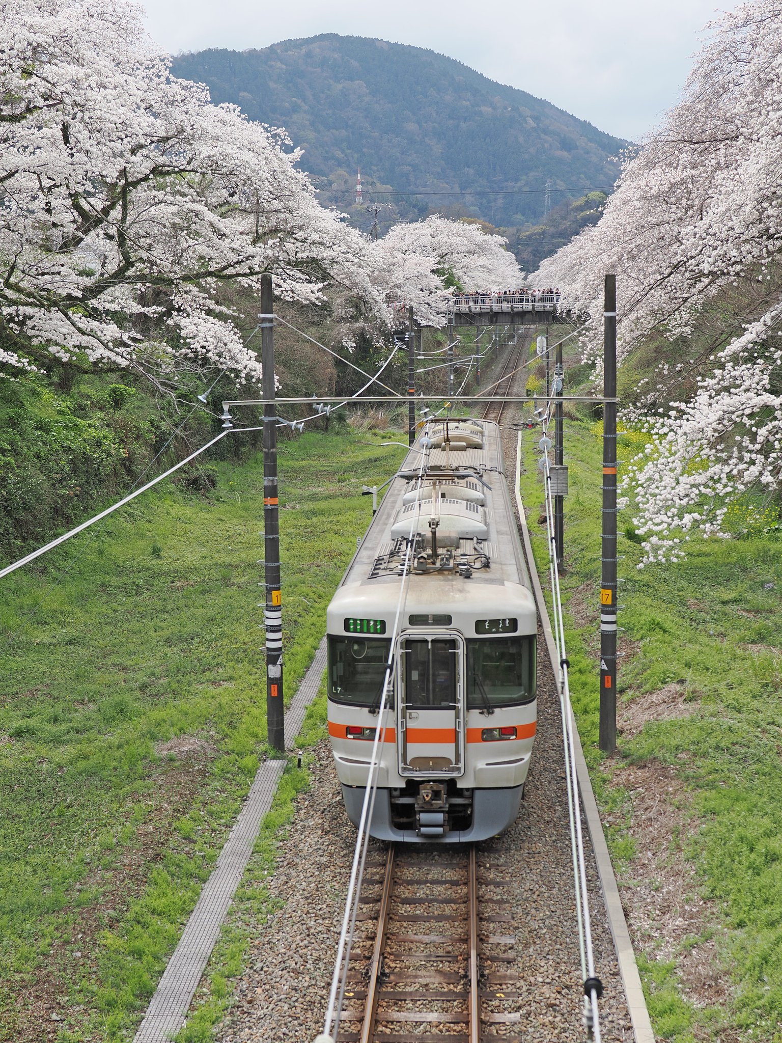 山北の桜〜また一つ春を過ぎる〜