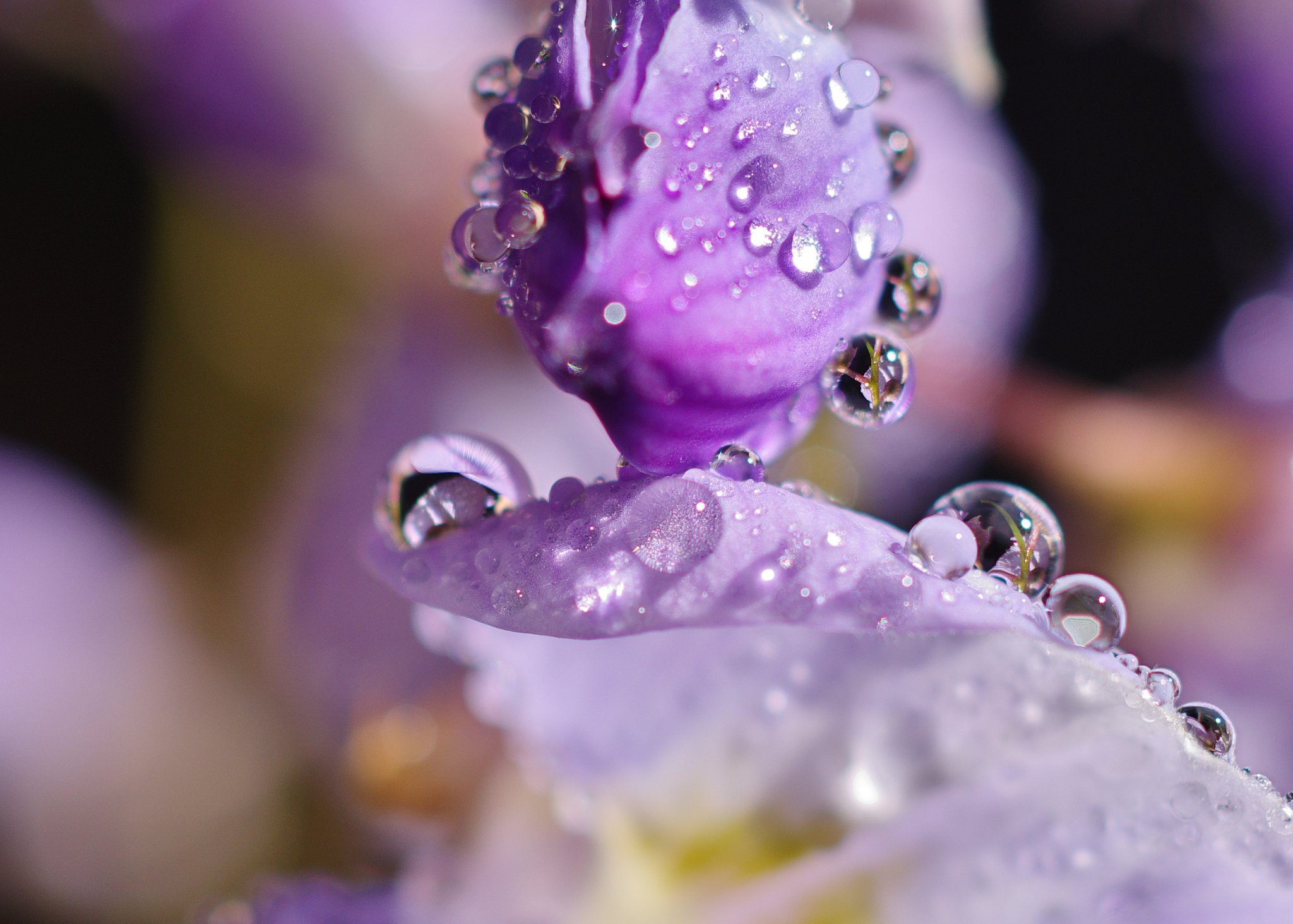 藤の花咲きました
