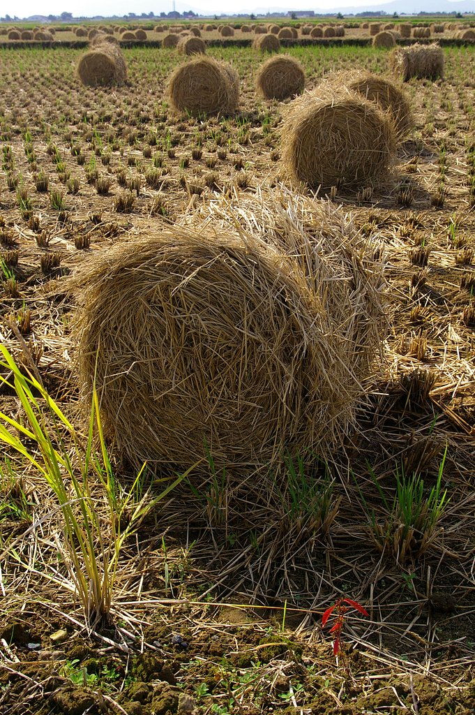 Roling Straws