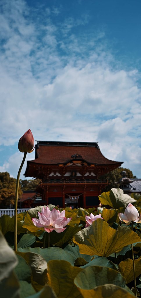 aozora