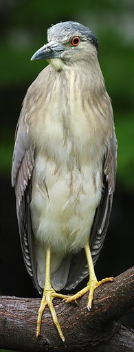 枝に止まるゴイサギ
