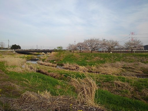 川沿いの満開の桜のある景色