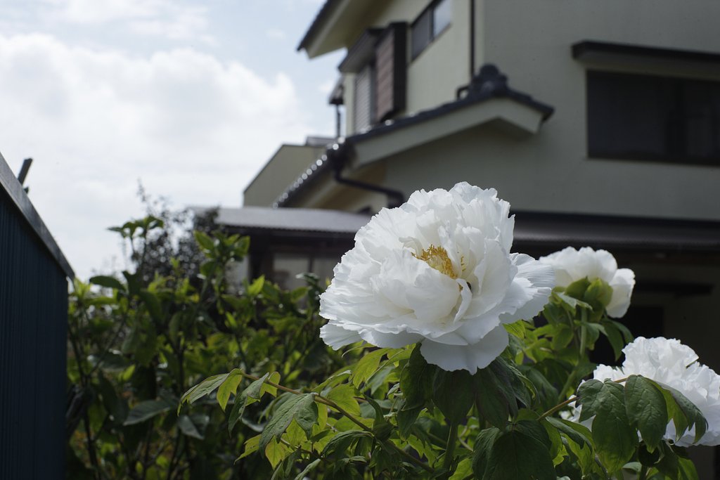 牡丹の花