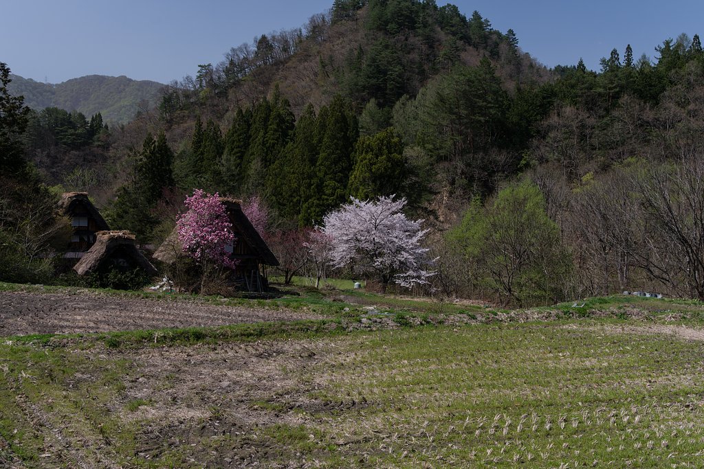 里山にも春の訪れ