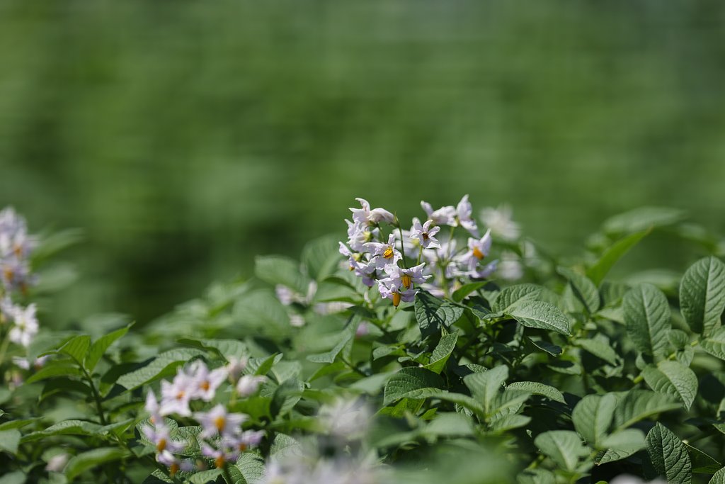 馬鈴薯の花