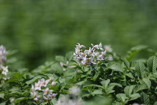 馬鈴薯の花