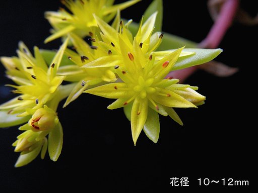 ツルマンネングサ　２